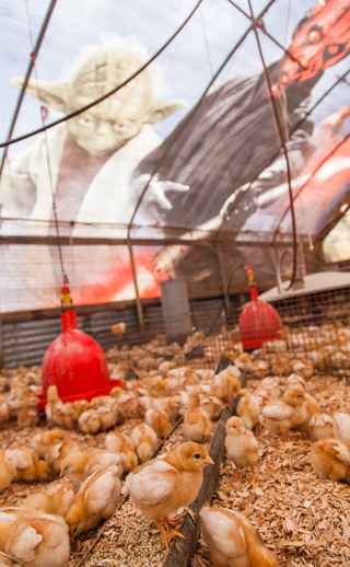 Illustration for article titled Farmer Turns an Old Star Wars Billboard Into Greatest Chicken Coop Ever